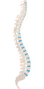side view of spine illustration